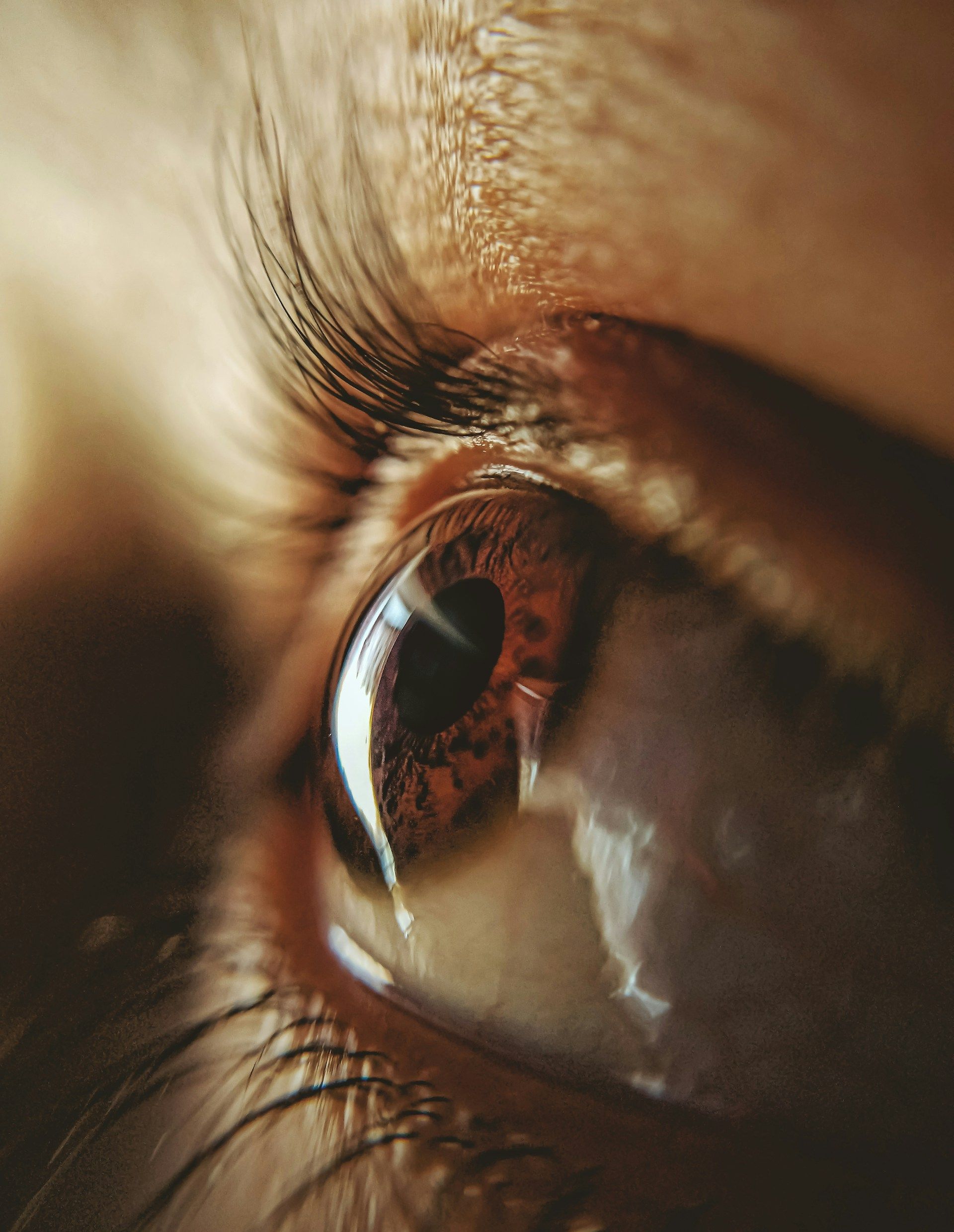 Close-up of a human eye